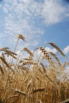wheat_fields_with_blue_sky_and_white_clouds-r_200