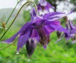 columbine_flower_purple-r_200