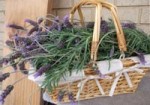 lavender_basket-r_200