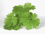 fresh_cilantro-r_200